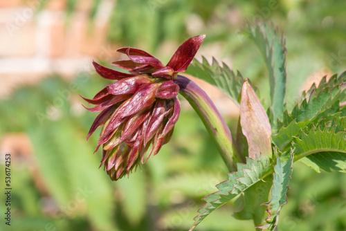 Close up of a giant honey flower (melianthus major) in bloom