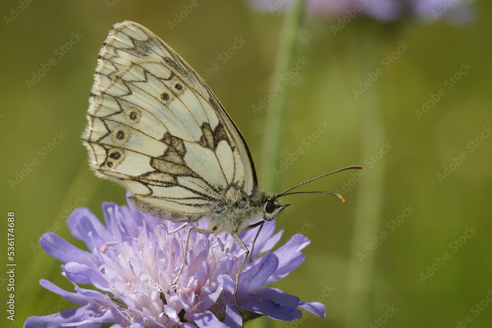 Obraz premium Closeup on the marbled white butterfly, Melanargia galathea on a purple Knapweed flower