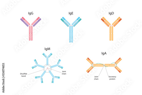 Types of antibodies. IgG, IgM, IgA, IgD, IgE photo