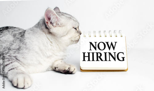 Now Hiring on notebook and grey cat