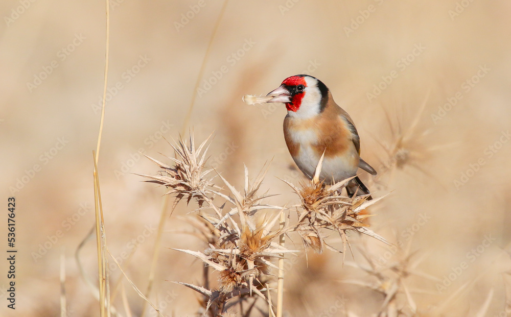 European Goldfinch (Carduelis carduelis) feeds mainly on thistle seeds in winter. They are undoubtedly the best songbirds in the world. European Goldfinch (Carduelis carduelis) feeds mainly on thistle seeds in winter. They are undoubtedly the best songbirds in the world.