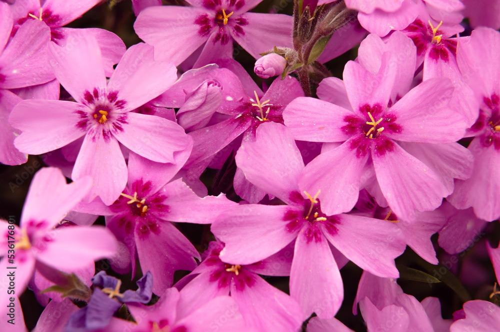 Teppichphlox ist der Blickfang eines jeden Steingartens, Blumenbeetes oder Parks. Der bizarre Blütenteppich fasziniert im Frühjahr mit leuchtenden Farben in rosa, violett, blau, weiß oder mehrfarbig.