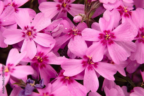 Teppichphlox ist der Blickfang eines jeden Steingartens, Blumenbeetes oder Parks. Der bizarre Blütenteppich fasziniert im Frühjahr mit leuchtenden Farben in rosa, violett, blau, weiß oder mehrfarbig. © zimuwe