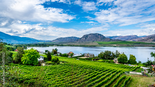 Vineyards on the mountain slopes surrounding Osoyoos lake in the Okanagen Valley of British Columbia, Canada photo