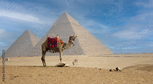 Camel standing and in the background the Pyramids of Egypt