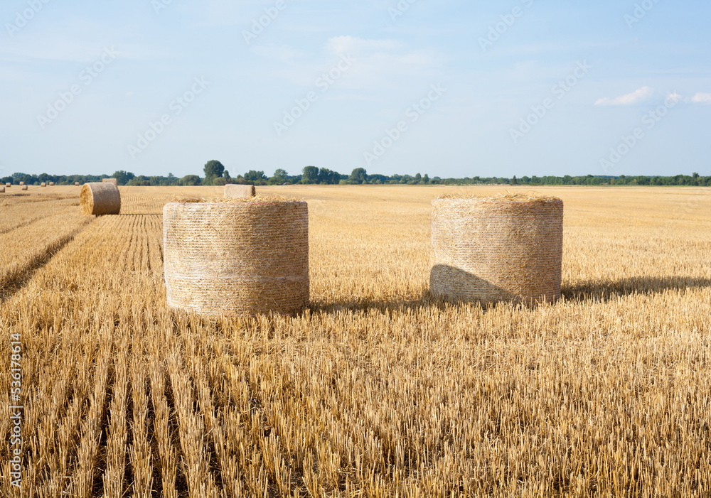 Fototapeta premium Straw rolls on the field.