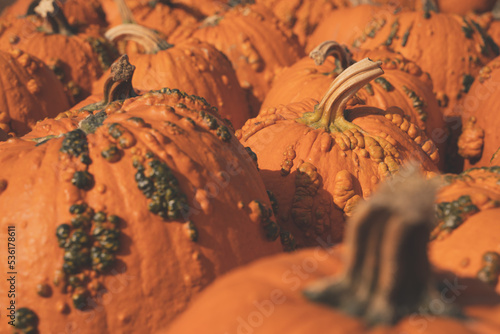 Selective focus, shallow depth of field shot of weird looking orange pumpkins at a pumpkin patch, useful for backgrounds