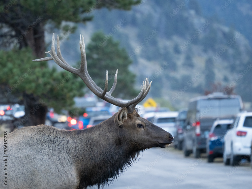 Naklejka premium Traffic Jam in Moraine Park