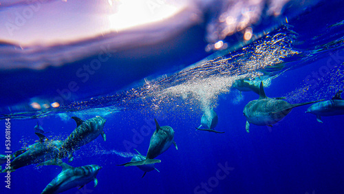 dolphins in the ocean