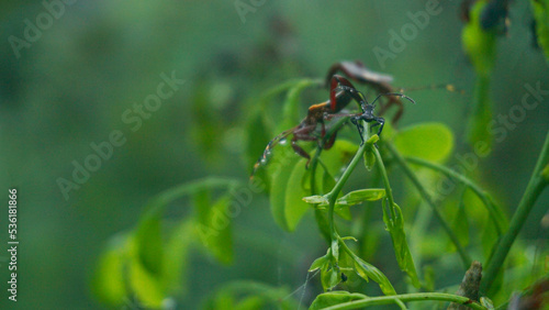 A swarm of insects is perching on a dewy plant leaf in the middle of the forest - Acanthocephala insect
