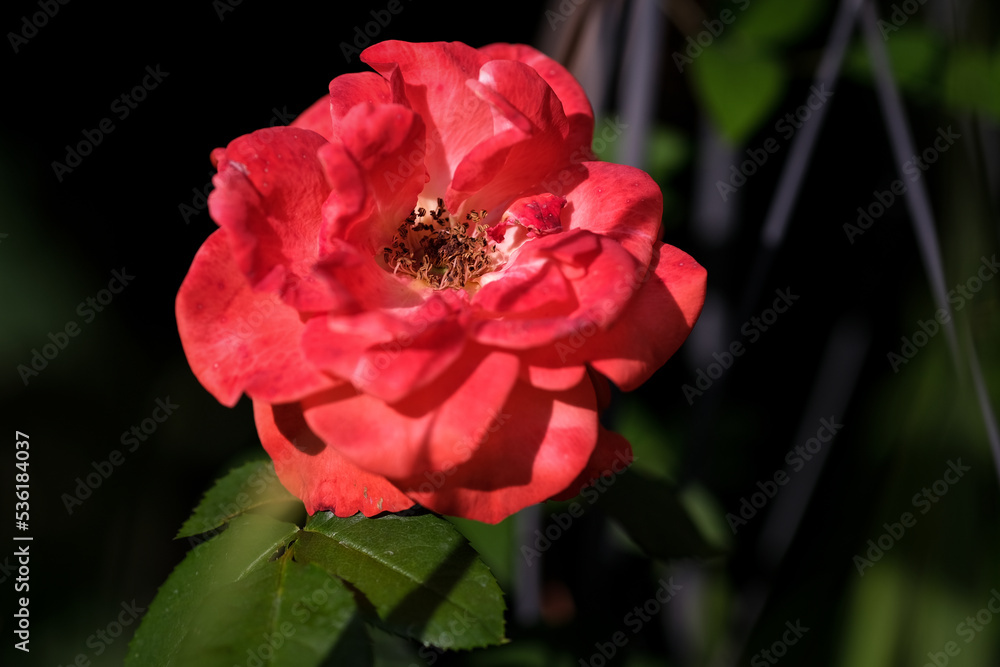 Macro photography of a flower: detail shot of a flower with background blur. Macro photography of a flower: detail shot of a flower with background blur.