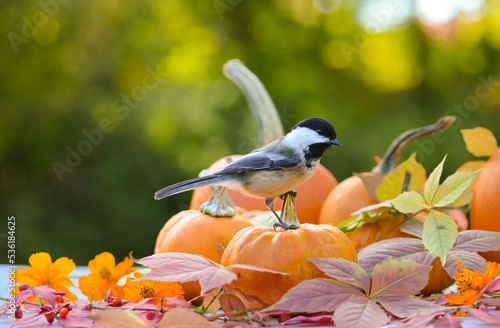 Chickadee on a pumpkin