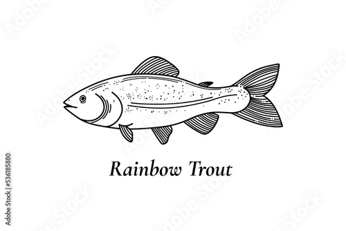 Rainbow trout vector illustration. Black and white sketch isolated on white background