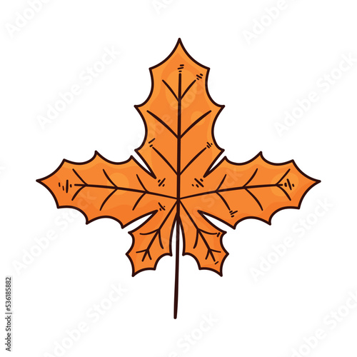 maple leaf autumn season
