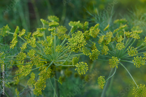 textured dill flowers in the garden in summer time
