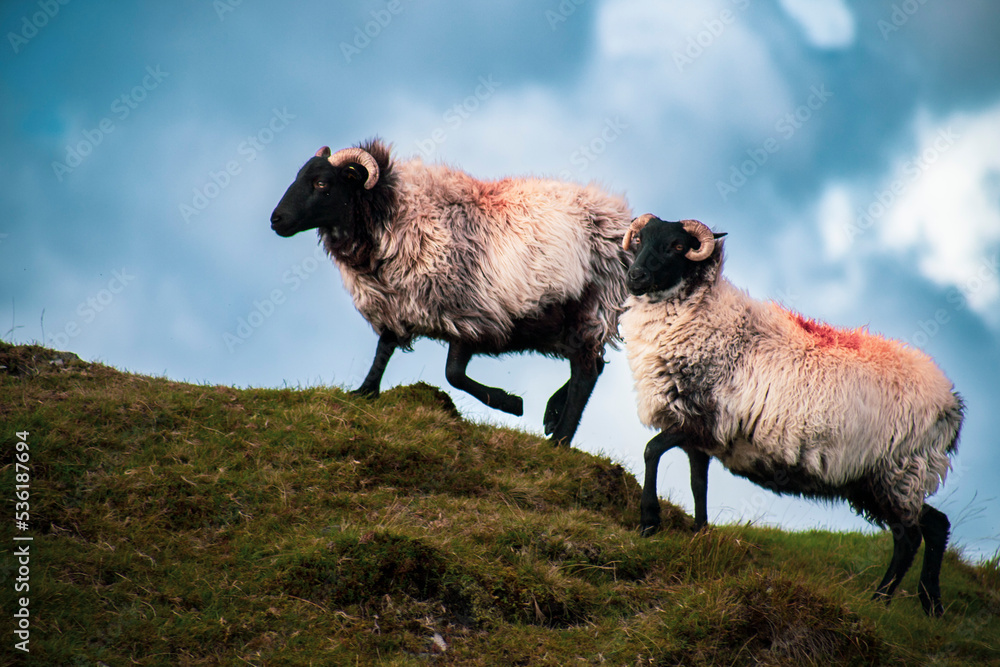 Cute blackface sheep lambs in a field in County Connemara Ireland