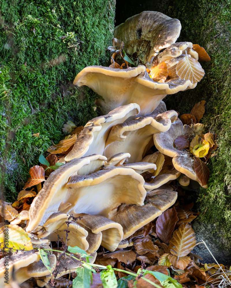 mushrooms in the forest mushrooms in the forest