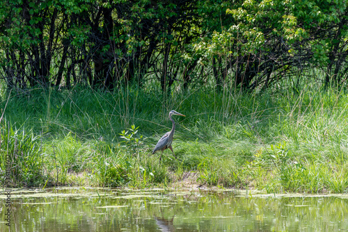 Juvenile Great Blue Heron By The Pond