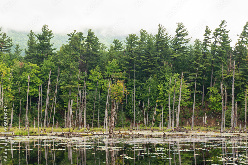 Obraz premium Forest across lake, The Flume Trail System, West Branch Ausable River, Wilmington, New York, USA. Located in the Whiteface region of the Adirondack Park.