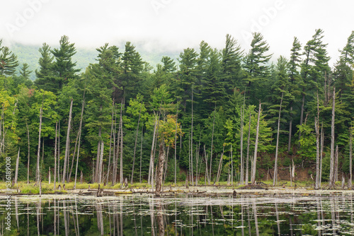 Forest across lake, The Flume Trail System, West Branch Ausable River, Wilmington, New York, USA. Located in the Whiteface region of the Adirondack Park.