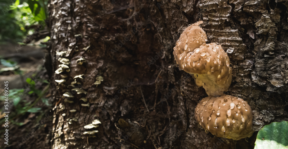 Fomitopsis pinicola bordered polypore fungus sweating with a protective liquid on the bark of a tree, in a mountain forest in summer Fomitopsis pinicola bordered polypore fungus sweating with a protective liquid on the bark of a tree, in a mountain forest in summer