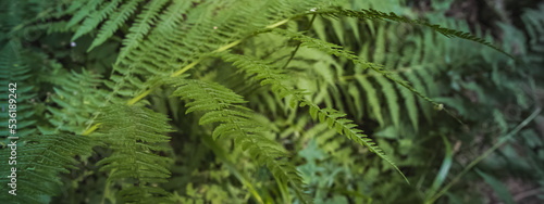 Bright green fern in a wet mountain forest panorama  sunny summer day