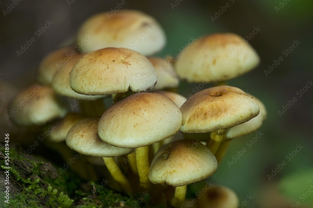 Armillaria mellea, also known as yellow-ringed weevil, is a parasitic fungus of the weevil genus. When raw, it is slightly poisonous, after heat treatment it is edible and tasty.
Armillaria mellea, also known as yellow-ringed weevil, is a parasitic fungus of the weevil genus. When raw, it is slightly poisonous, after heat treatment it is edible and tasty.