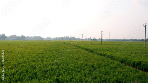 green rice paddy in a sunny day