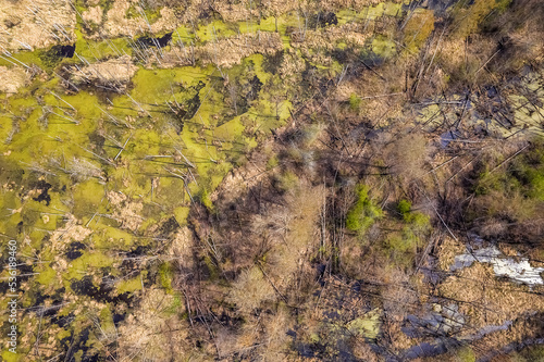 Swamp with fallen trees top down aerial view © MikhailAfanasiev