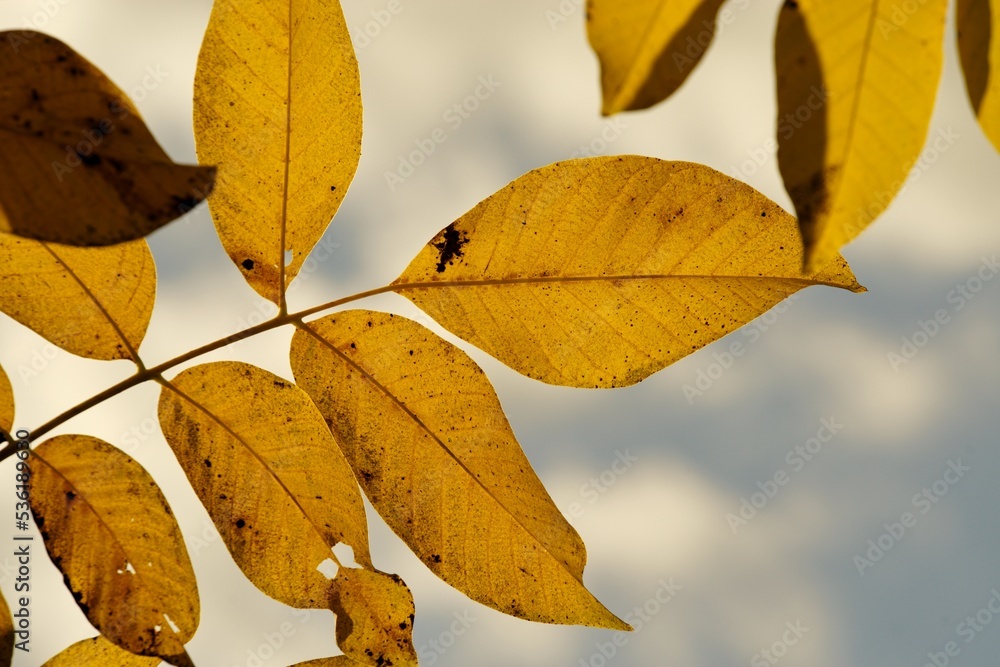 Colorful autumn leaves detail on autumn background. Colorful autumn leaves detail on autumn background.