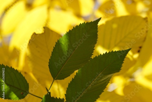 Colorful autumn leaves detail on autumn background. photo