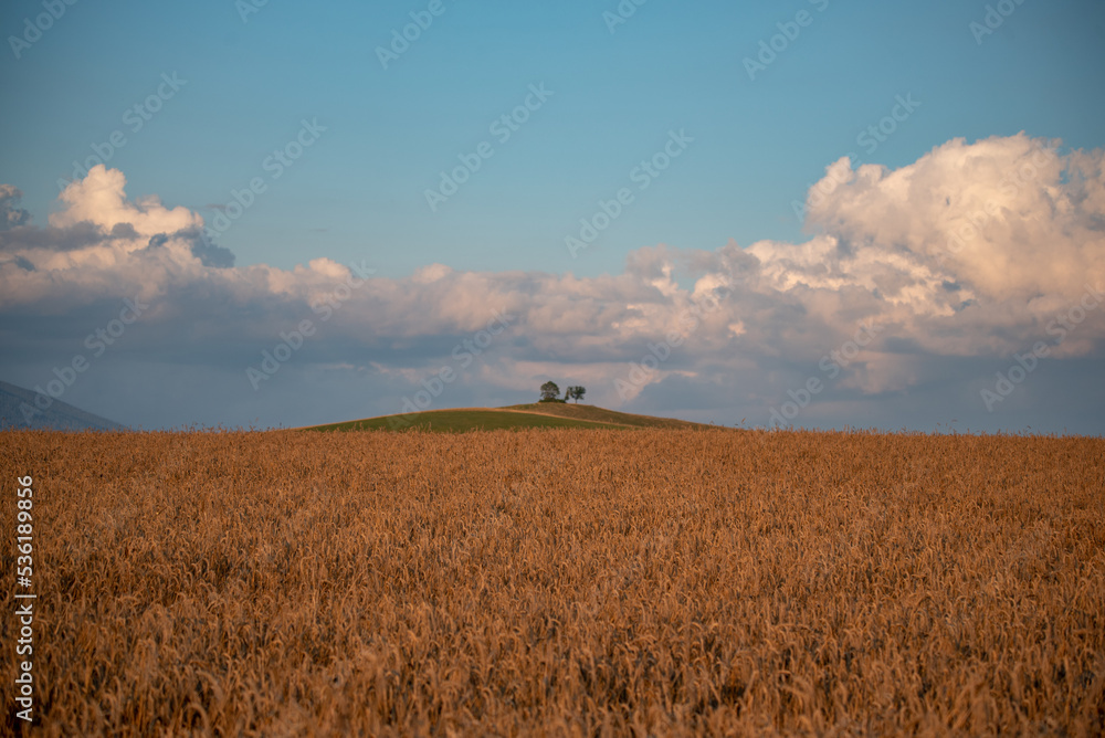 Fototapeta premium golden wheat field
