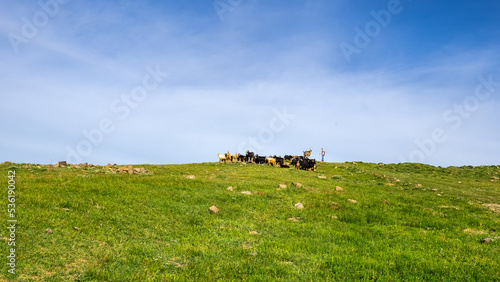 Hirte hütet Schafe und Ziege in den Bergen, in Dersim