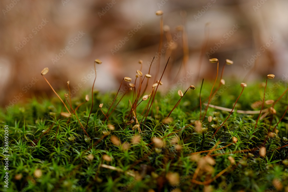 Macro photography of a plant: detail shot with background blur. Macro photography of a plant: detail shot with background blur.