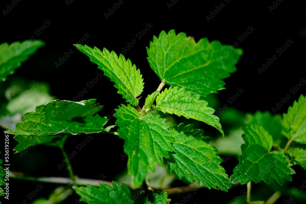 Macro photography of a plant: detail shot with background blur. Macro photography of a plant: detail shot with background blur.