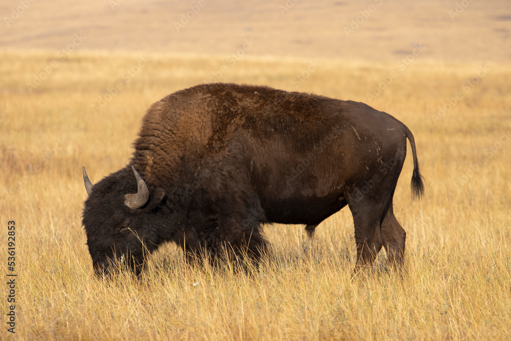 Bison grazing on the prairie at the National Bison Range in Montana Bison grazing on the prairie at the National Bison Range in Montana