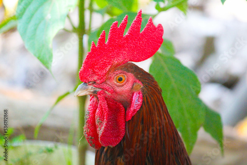 portrait of a rooster