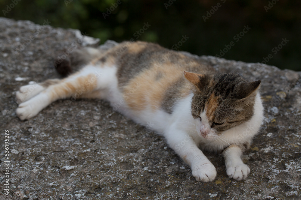 Pregnant tricolor stray cat on the fence. An animal with a nose defect. Pregnant tricolor stray cat on the fence. An animal with a nose defect.