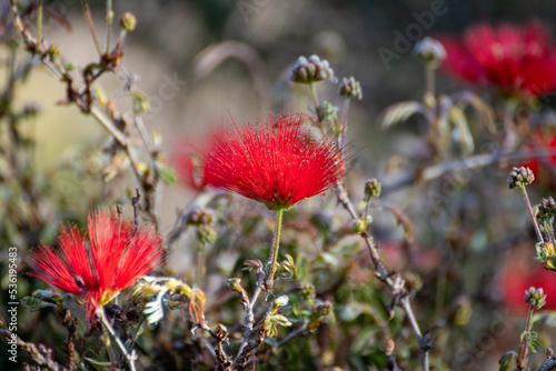 Plumerillo Rojo