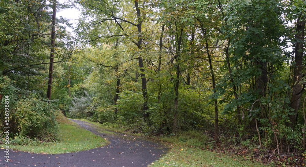 Winding Trail Through Green Woodland