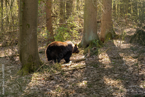 Eurasian brown bear standing in the sun and enjoying its life. A cute wild animal from behind in the woodlands. Ursus arctos living in a forest in Europe. Wildlife during spring season in the nature. photo