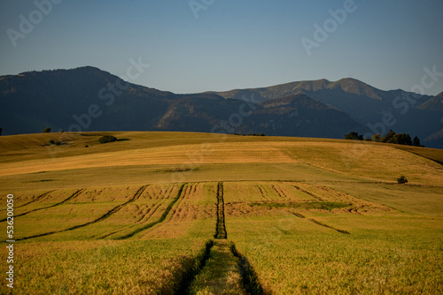 landscape with field and mountains