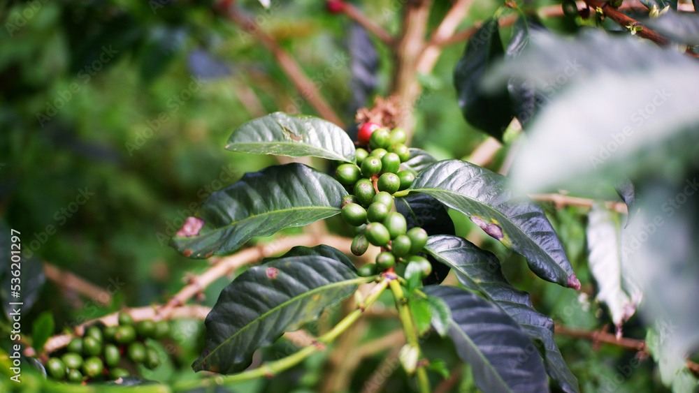 Coffee plants and their green fruits