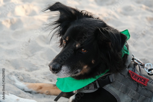 Trained search and rescue black dog resting at the beach with a harness photo