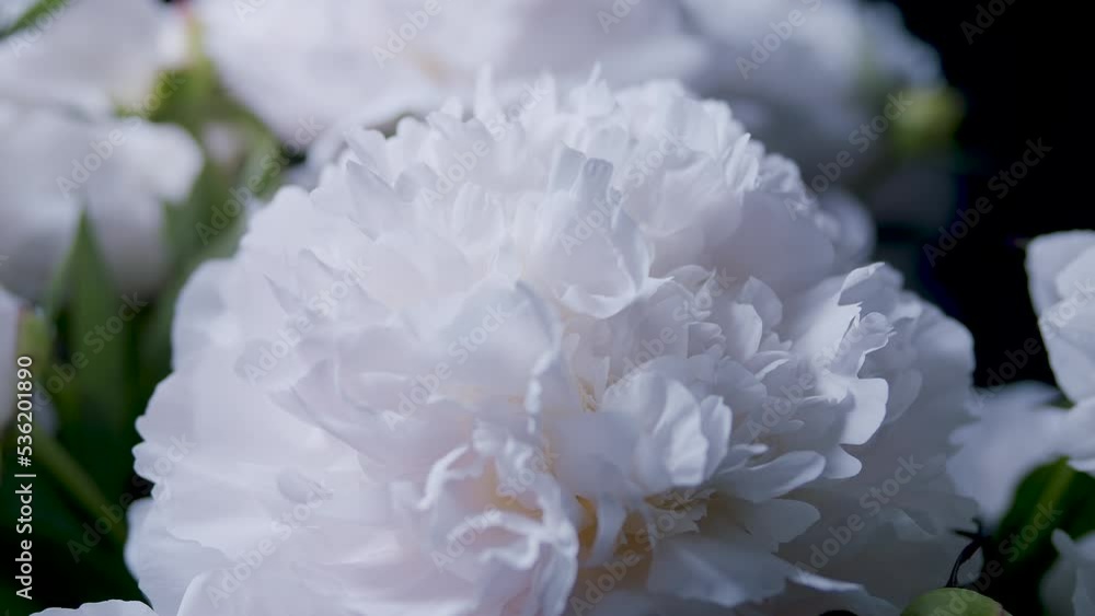 White peonies in studio closeup sliding rotating display view White peonies in studio closeup sliding rotating display view