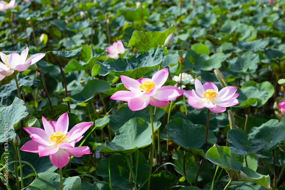 Pink lotus flower blooming in pond with green leaves Pink lotus flower blooming in pond with green leaves