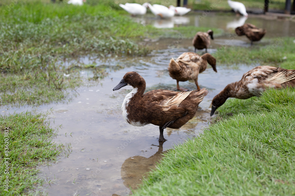 Free range duck farm. Natural organic duck Free range duck farm. Natural organic duck