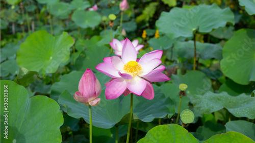 Pink lotus flower blooming in pond with green leaves