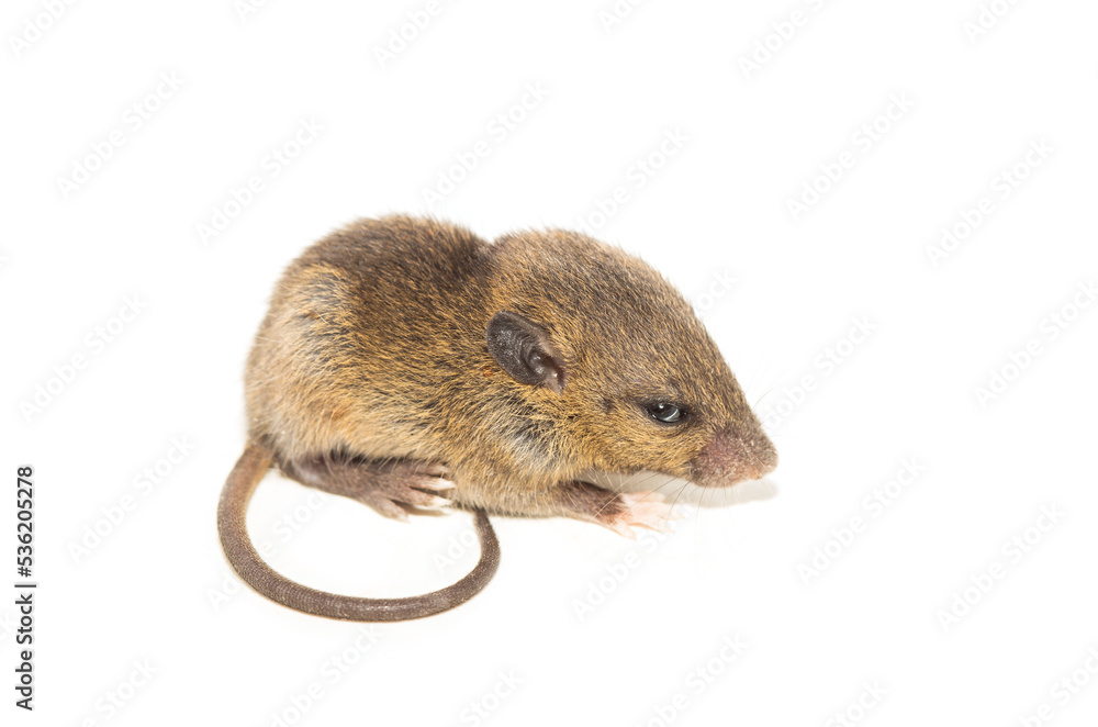 Rat isolated on white background. closeup young fluffy rat (Rattus norvegicus) Rat isolated on white background. closeup young fluffy rat (Rattus norvegicus)