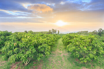Mango field,mango farm with blue sky background.Agricultural background concept.Retouch by add blue sky. Garden of mango trees
